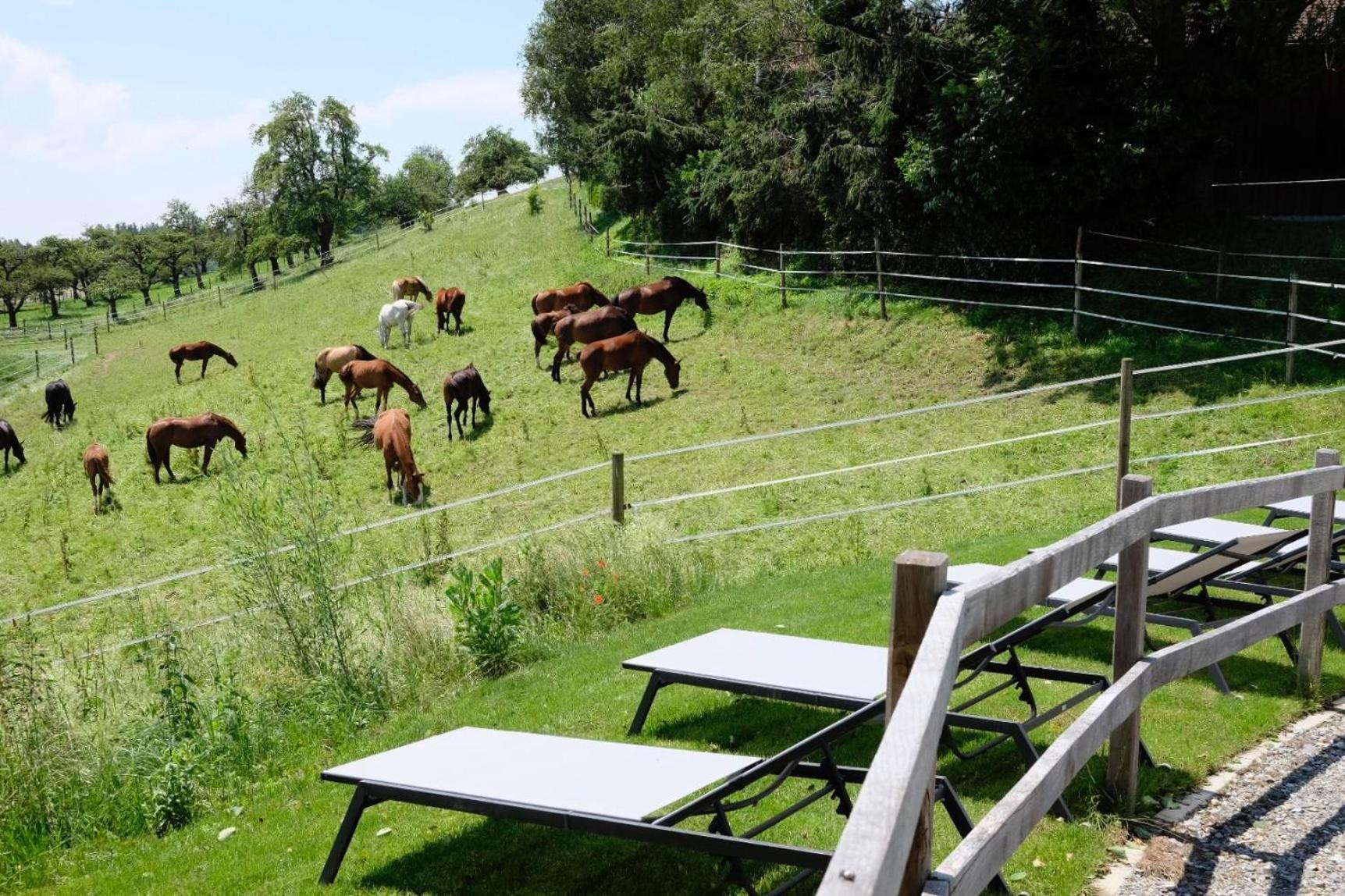 Trautesheim Ferienwohnungen Wangen im Allgäu Extérieur photo